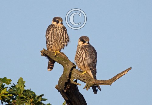 Pair of Young Hobbys DM1531